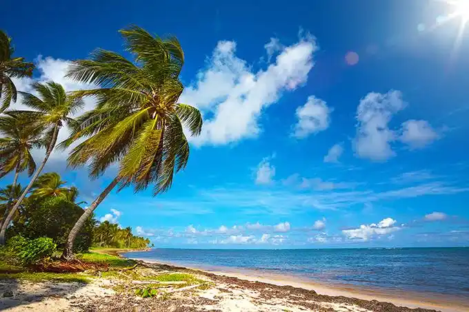 海边漂亮的椰子树高清摄影图片