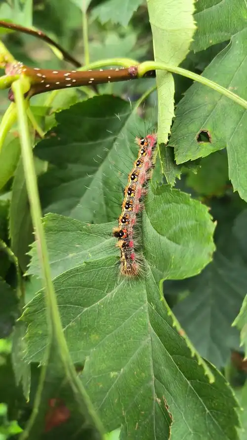 山楂树上长满了这种虫子,看着就挺恐怖,我的山楂今年有望丰收不?
