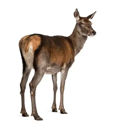 白色背景前的雌马鹿照片下载