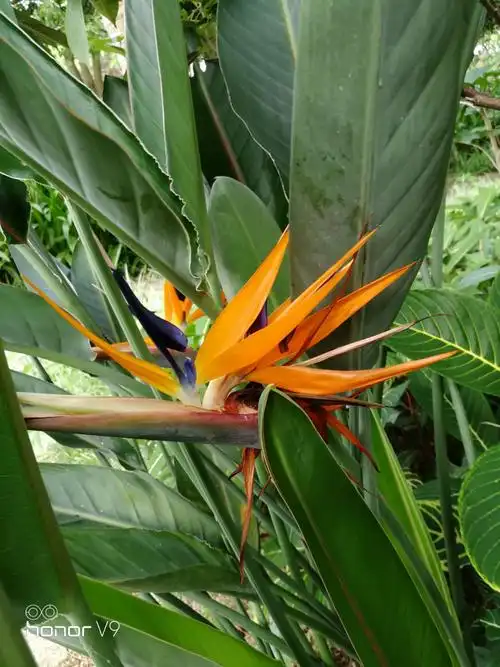 天堂鸟与旅人蕉