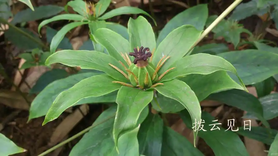 广西野生中草药一览