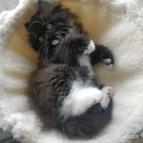 大伙有养英短串布偶的图嘛