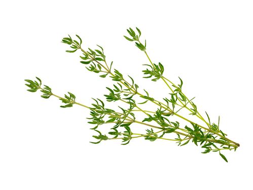 西餐特色食材 新鲜香草 thyme 新鲜法国百里香 50g 麝香草