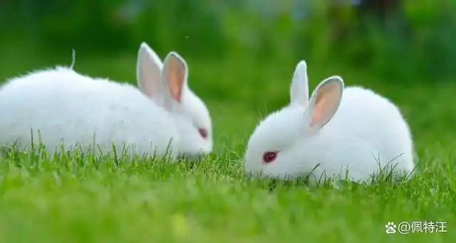 小白兔给人的印象是活泼可爱,有着毛绒的身体和呆萌的表情,如果你也