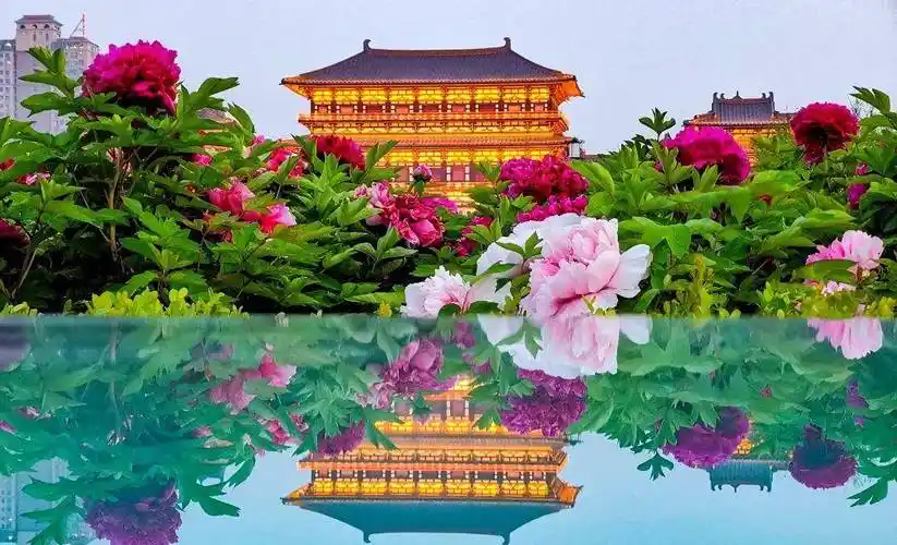 宣布啦~洛阳今年牡丹花会开幕式来了 赏牡丹推荐这些公园_活动_旅游