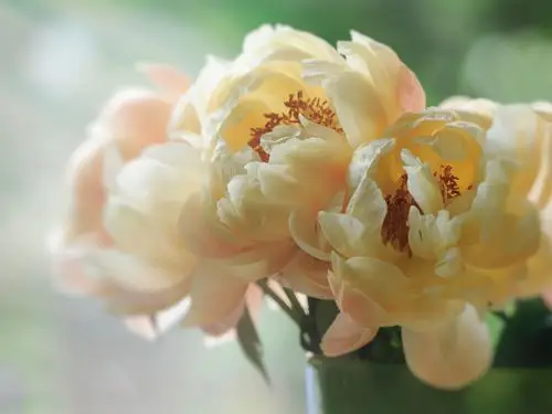 白牡丹花,花瓣,微距摄影