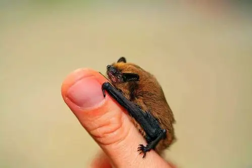 12 个蝙蝠冷知识,逆天而行,百毒不侵的皮裤控