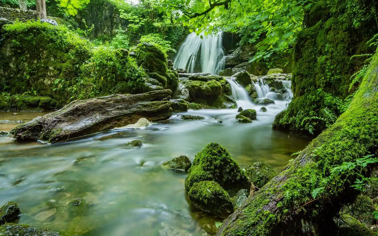 绿色护眼森林自然风光图片桌面壁纸