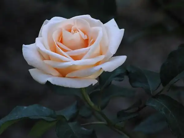 ******圣诞没下雪,一组白色月季花祝各位摄友快乐******