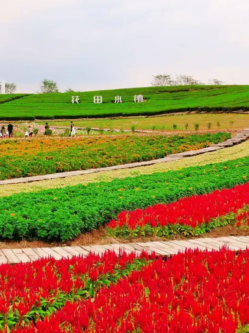 摄于2020国庆一一缙云,武义花田小镇