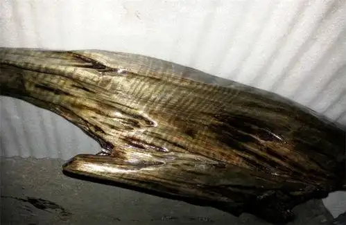 金丝楠乌木(金丝楠阴沉木),是乌木的一种.