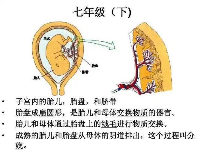 (本文档含答案) 七年级(下) 子宫内的胎儿,胎盘,和脐带 胎盘成扁圆形