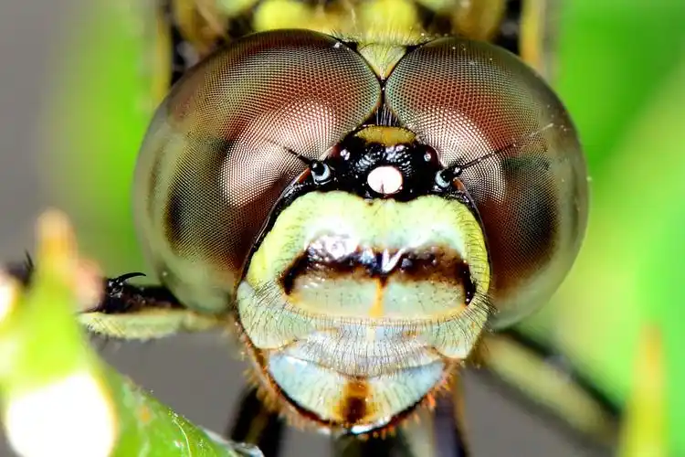 【蜻蜓复眼】----尼康105微距作品