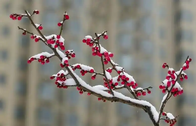 雪中红梅