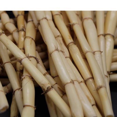 伟博 新鲜白芦根 真空 新鲜 芦苇根 另有白茅根凉茶食材500克【图片