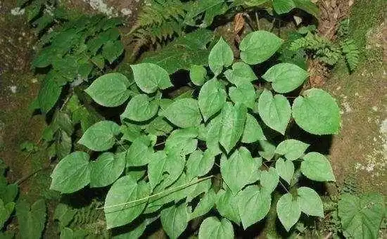 别名】刚前,淫羊藿,仙灵毗,黄连祖,放杖草,弃杖草,三叉风,桂鱼风,铁铧