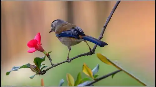 2021年2月21日图说中国成都网友作品选
