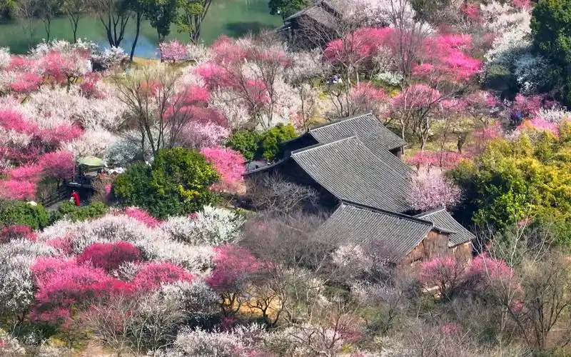 西溪湿地梅花最美处,4分钟长镜头一镜到底