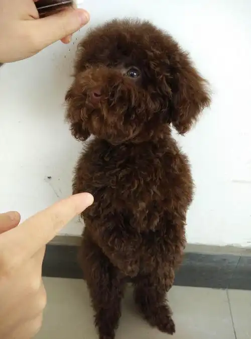 出售会表演的三个月大的巧克力泰迪dd,mm