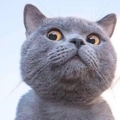 蓝猫换头像通知朋友圈软文,蓝猫换头像的文案