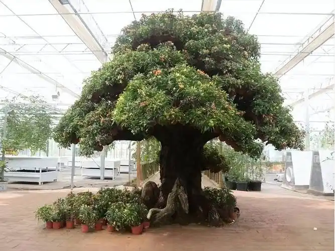 辣椒成精了中山一女子把辣椒种成了一颗树这事到底是真是假