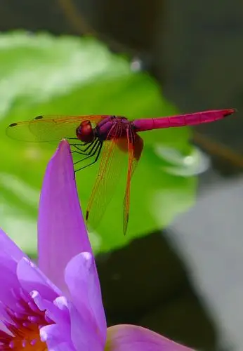 美丽的红蜻蜓