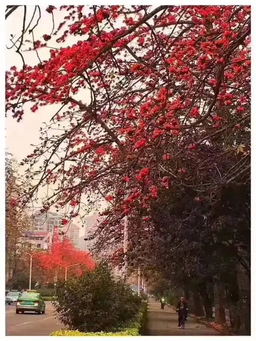 漫天飞舞的飘絮,木棉花开始