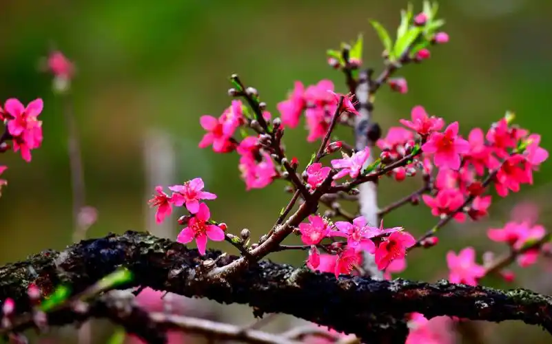 阳春三月桃花美