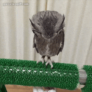 猫头鹰涨姿势训练可爱gif动图_动态图_表情包下载_soogif