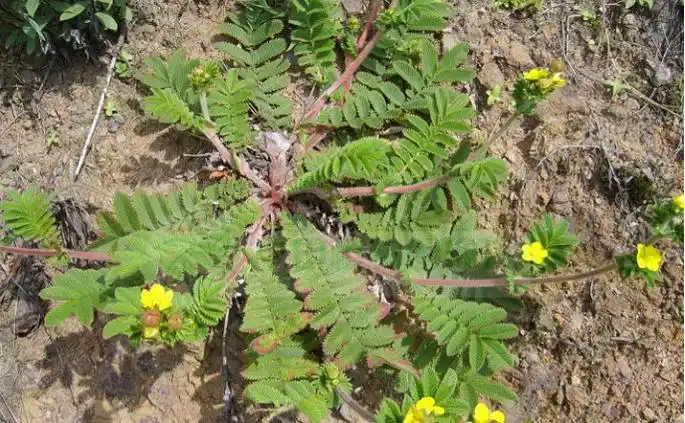 翻白草如何泡茶喝更好