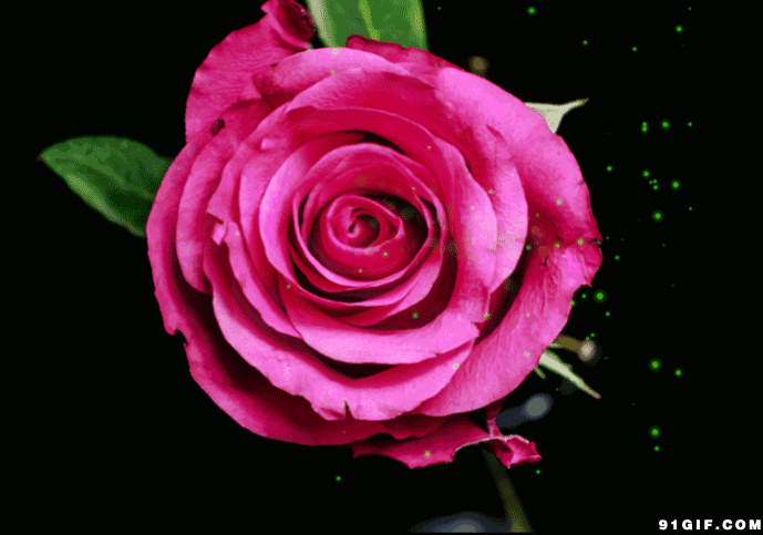 唯美红玫瑰波动梦幻gif动图_动态图_表情包下载_soogif
