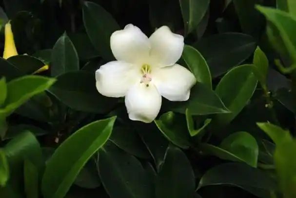 (45)新浪博客好友植物摄影作品集锦[振文专辑](2019年第二辑)