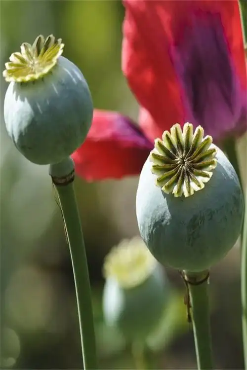 中文学名罂粟花拉丁学名papaver somniferum l别    称鸦片花,丽春花