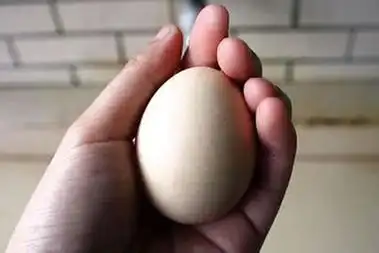 鸡蛋捏不碎的原理 十万个为什么