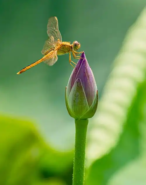 小荷才露尖尖角,早有蜻蜓立上头 - 给它一咔嚓 - 图虫