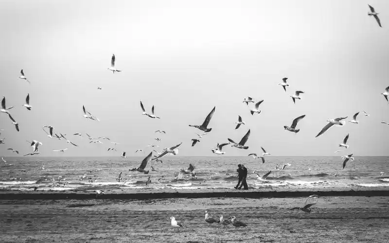 精选黑白伤感海边飞起的海鸥风景电脑壁纸下载