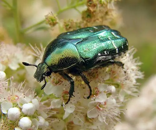 金龟子  是  金龟子科  scarabaeidae   昆虫的总称,全世界有超过26