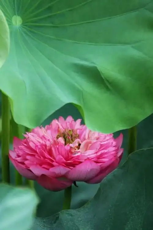 佛教珍品观赏莲花:千瓣莲(原创首发)