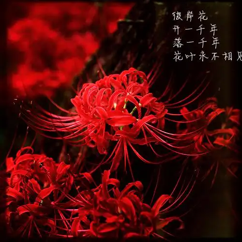 【彼岸花折纸】佛家语,荼蘼是花季最后盛开的花,开到荼蘼花事了,只剩