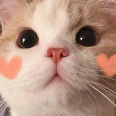 【可爱猫咪头像】_微信头像_我要个性网