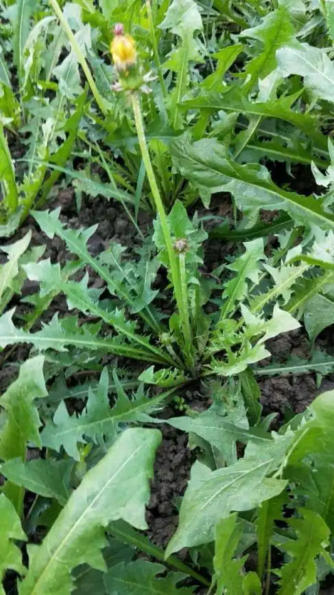 新鲜蒲公英怎么吃最好