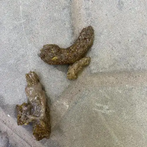 【讨论】有图慎入!吃拜宠清快一个月了还可能.