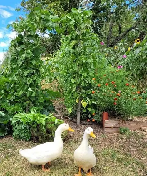 梦中的田园生活