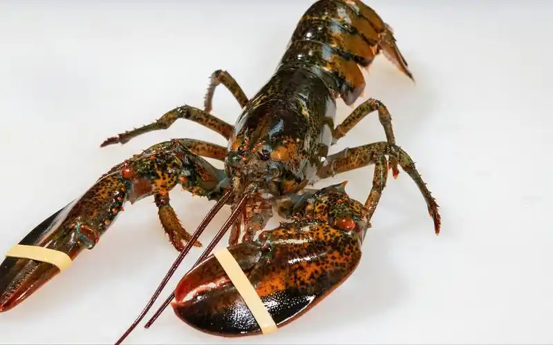 家常龙虾做法葱油波士顿龙虾,出锅肉质鲜香嫩滑,我们大家都喜欢