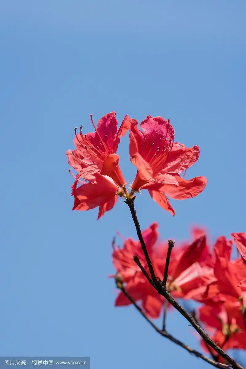 红色花朵的映山红,蓝天背景