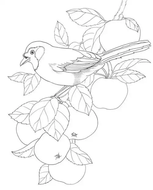 黑白花鸟线描100例第一篇