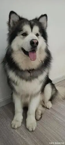 这么可爱的阿拉斯加犬你们喜欢吗