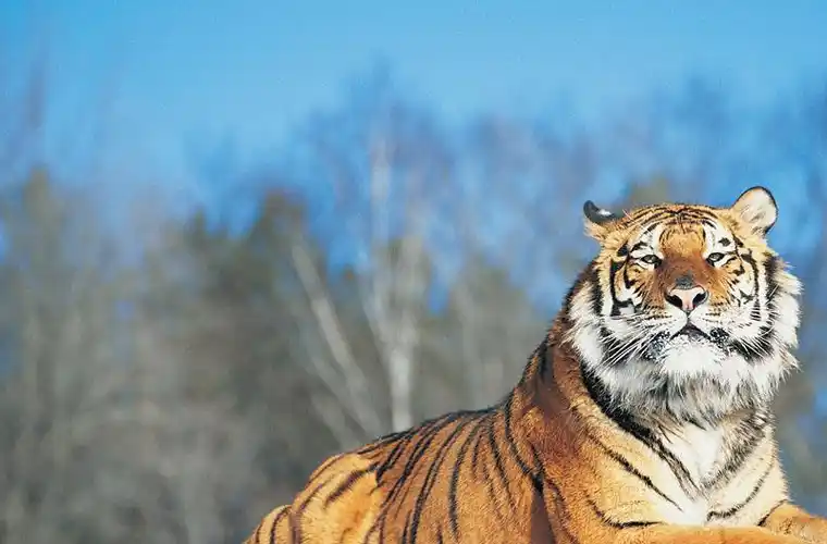 同笼狮虎斗,老虎重拳连击打懵狮子,结局没想到是这样_双方_速度_办法