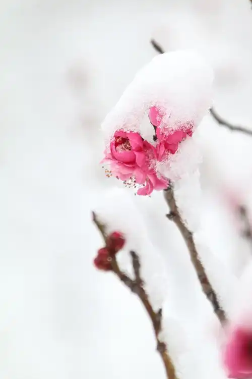 南山公园傲雪红梅
