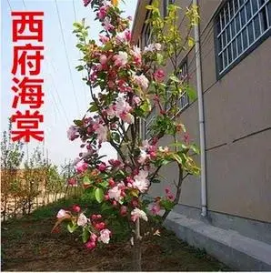 北美海棠树苗庭院绿化西府垂丝观赏植物四季地栽盆栽苗木当年开花